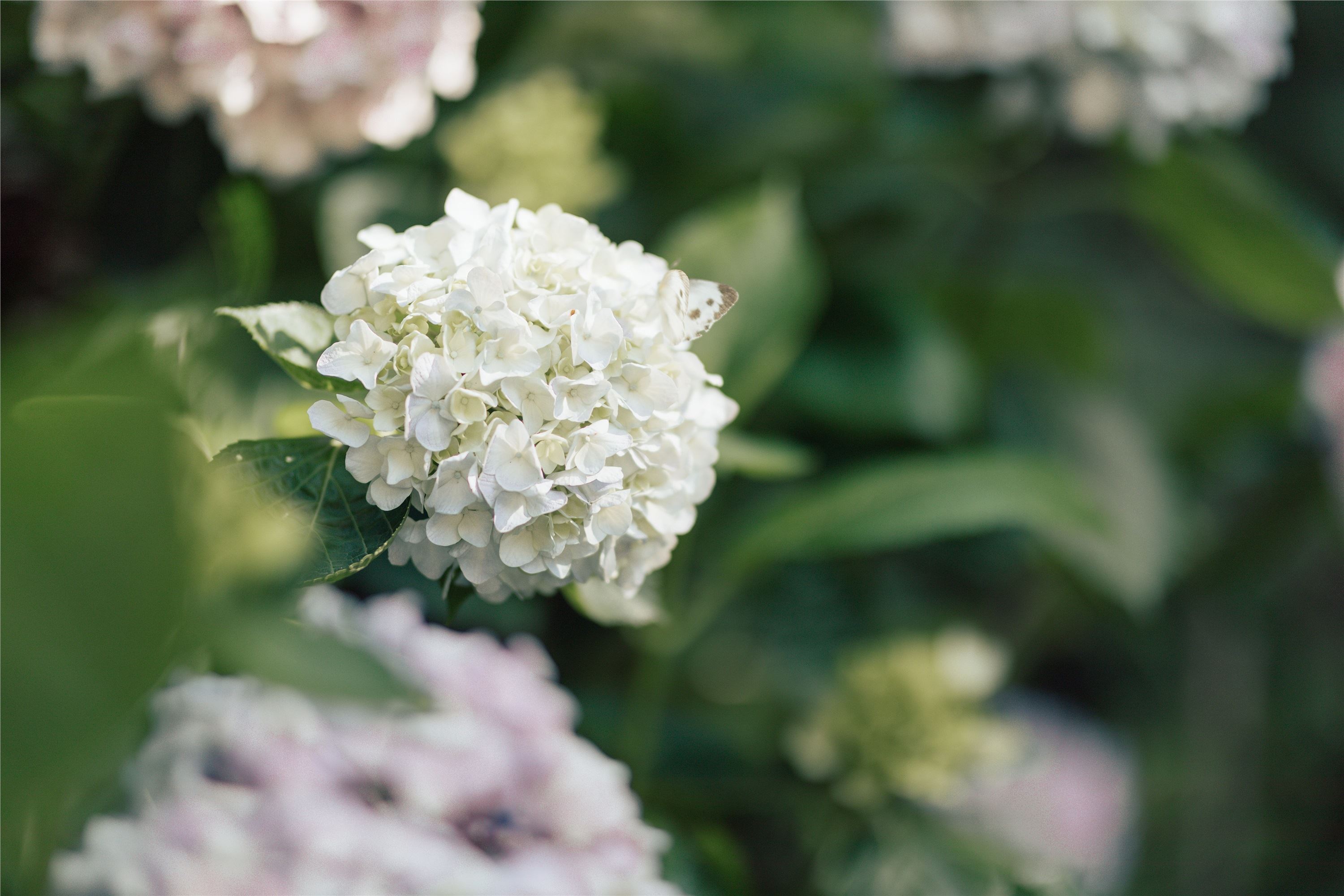 YITUYU艺图语 2021.09.06 无尽夏 胡莅雅